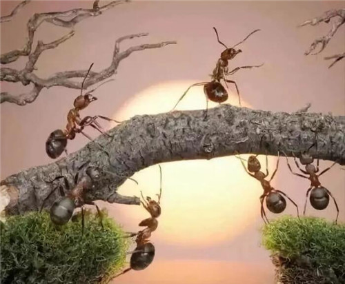 155418687293836.jpg QQ截圖20190402142845_副本.jpg